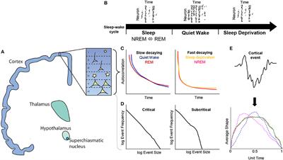 Sleep, Wake, and Critical Brain States: Corollaries From Brain Dynamics